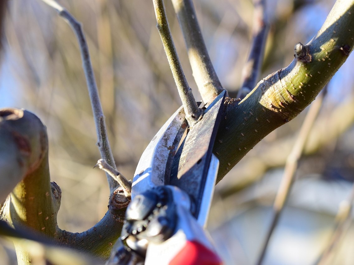 Ostré zahradnické nůžky jsou základem